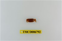 藏品(斑點擬相手蟹)的圖片